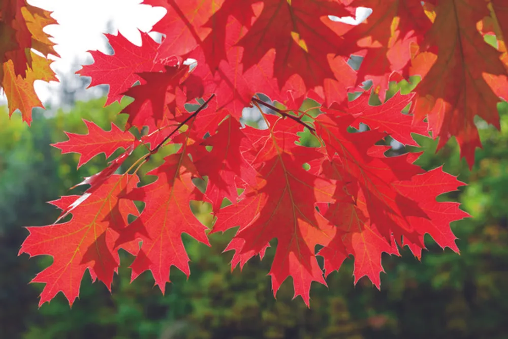 Neobvyklý kultivar dubu, léto a podzim
